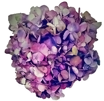 A beautiful Vintage Antique Purple Hydrangea showcasing richly hued, antique purple blooms with a soft, romantic texture.