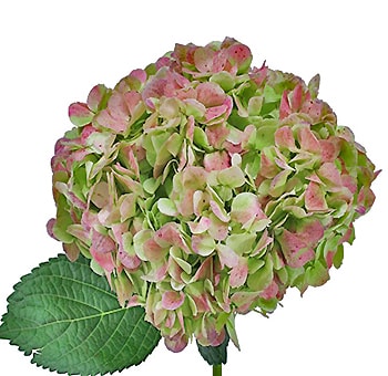 Green and pink Jumbo Antique Hydrangea flower with lush petals for floral arrangements.