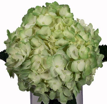 Bold airbrushed green hydrangea blooms add striking color to weddings, premium events, and wholesale floral designs.