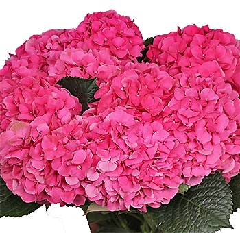 Hot pink Dutch hydrangea with full blooms, ideal for weddings, bold floral gifts, and luxury centerpieces.