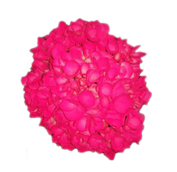 Hot pink neon airbrushed hydrangea, perfect for weddings, creative floral designs, and premium events.