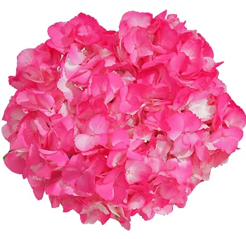 Airbrushed hot pink hydrangeas with bold color, perfect for summer weddings, vibrant bouquets, and bulk floral styling.