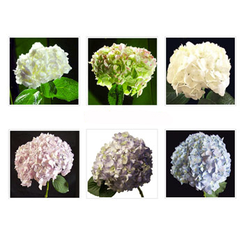 A stunning collection of Wholesale Hydrangeas Jumbo Assorted in white, blue, pink, green, and lavender hues.