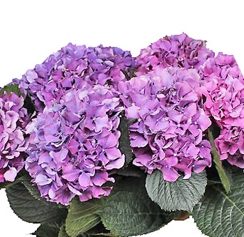 Close-up of Lavender Hydrangea Dutch Flower with full, clustered petals in soft purple hues, ideal for weddings and luxury floral decor.