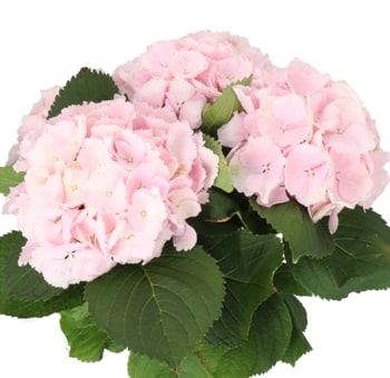 Close-up of light pink hydrangea Dutch flower head with soft petals and delicate blush tones, perfect for romantic wedding arrangements.