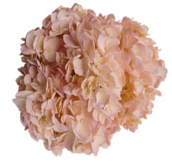 Close-up of Light Pink Hydrangea airbrushed with blush tones, showing delicate pastel petals with natural texture.