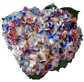 A Red White Blue Hydrangea with a bold mix of crisp white petals accented with red and blue highlights.