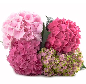 Close-up of Pink Hydrangea Mix featuring soft pastel petals and vibrant Dutch pink tones, ideal for wedding bouquets and centerpieces.