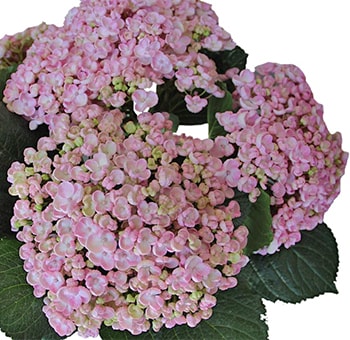 Close-up view of a Popcorn Hydrangea flower showing tightly clustered pink blooms with rounded petals and a soft, cotton-candy texture.