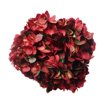 Close-up of Red Antique Wedding Hydrangea bloom, showcasing layered crimson petals with subtle antique green accents and a lush, vintage look.
