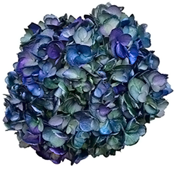 Silver, green, and purple chameleon blue hydrangea, ideal for weddings, centerpieces, and premium styling.