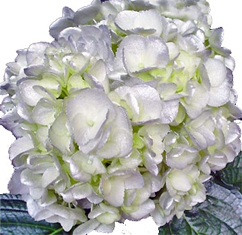 Silver white airbrushed premium hydrangea with delicate, shimmering petals, perfect for creating an elegant and sophisticated touch in floral designs.