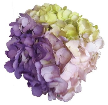 A Tie-Dye Lavender Lime Green Pink Hydrangea featuring a soft gradient of lavender, bright lime green, and pastel pink petals.