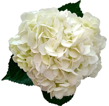 Exquisite premium white hydrangeas offer lush blooms, perfect for sophisticated wedding decor, elegant bouquets, and stunning arrangements.