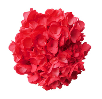 Close-up Alt Text: Bright red airbrushed hydrangea bloom with lush, velvety petals, showcasing a bold festive tone perfect for floral arrangements.