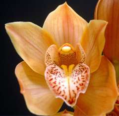 Peach Cymbidium Orchid Clear Lip