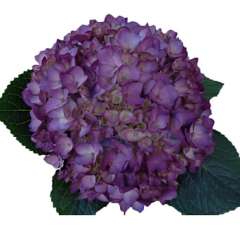 Purple Airbrushed Hydrangea
