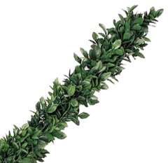 Ruscus Garland - Full - 9 inches Wide