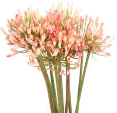 Agapanthus Dyed Bicolor Red White