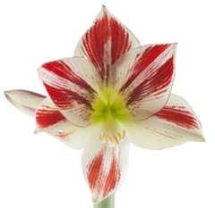 Amaryllis Bicolor Red White Flowers