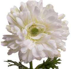 Anemone Flower - Full Star White