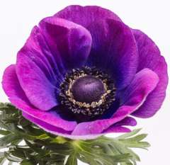 Anemone Flower - Grape Purple