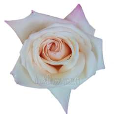 Anna Creamy Light Pink Rose
