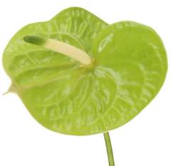 Green Anthurium Flower - Grand Slam