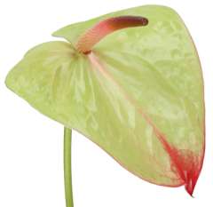 Anthurium Flower Green Bicolor - Paseo