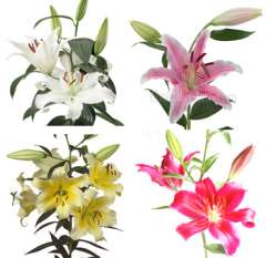 Oriental Lily Assorted
