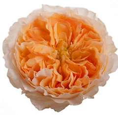 Beatrice Peach David Austin Garden Roses