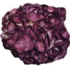 Purple Hydrangea Airbrushed Dark Berenjena