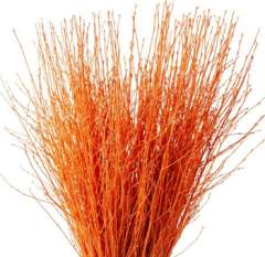 Orange Birch Branches Dyed | Betula Pendula
