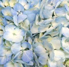 Blue Hydrangea Petals