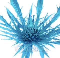 Thistle Eryngium Tinted Blue Metallic Flower