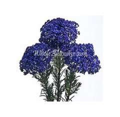 Purple Blue Riceflower