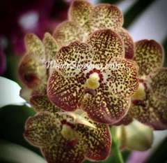 Brown Vanda Orchid