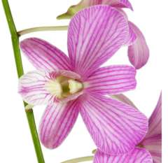 Pink Dendrobium Orchids Bicolor