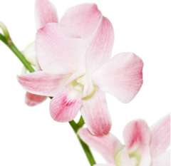 Light Pink Dendrobium Orchids