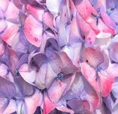 Hydrangea Petals Lavender Color
