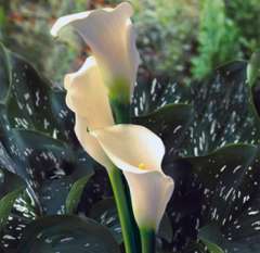 Ivory Mini Calla lily