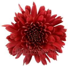 Cremon Tinted Red Flower