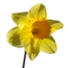 Daffodil Yellow Flowers