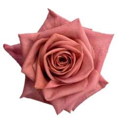 Dark Pink Roses
