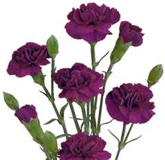 Purple Mini Carnations for Valentine's Day