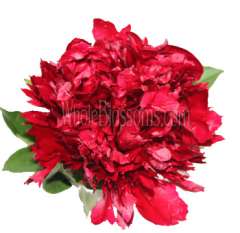 Dark Red Peony Flower
