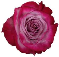 Deep Purple Organic Roses