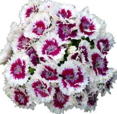 White Dianthus - Pink Centers