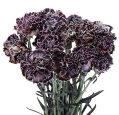 Dyed Carnations - Molly Black