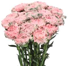 Dyed Carnations - Rebel Pink